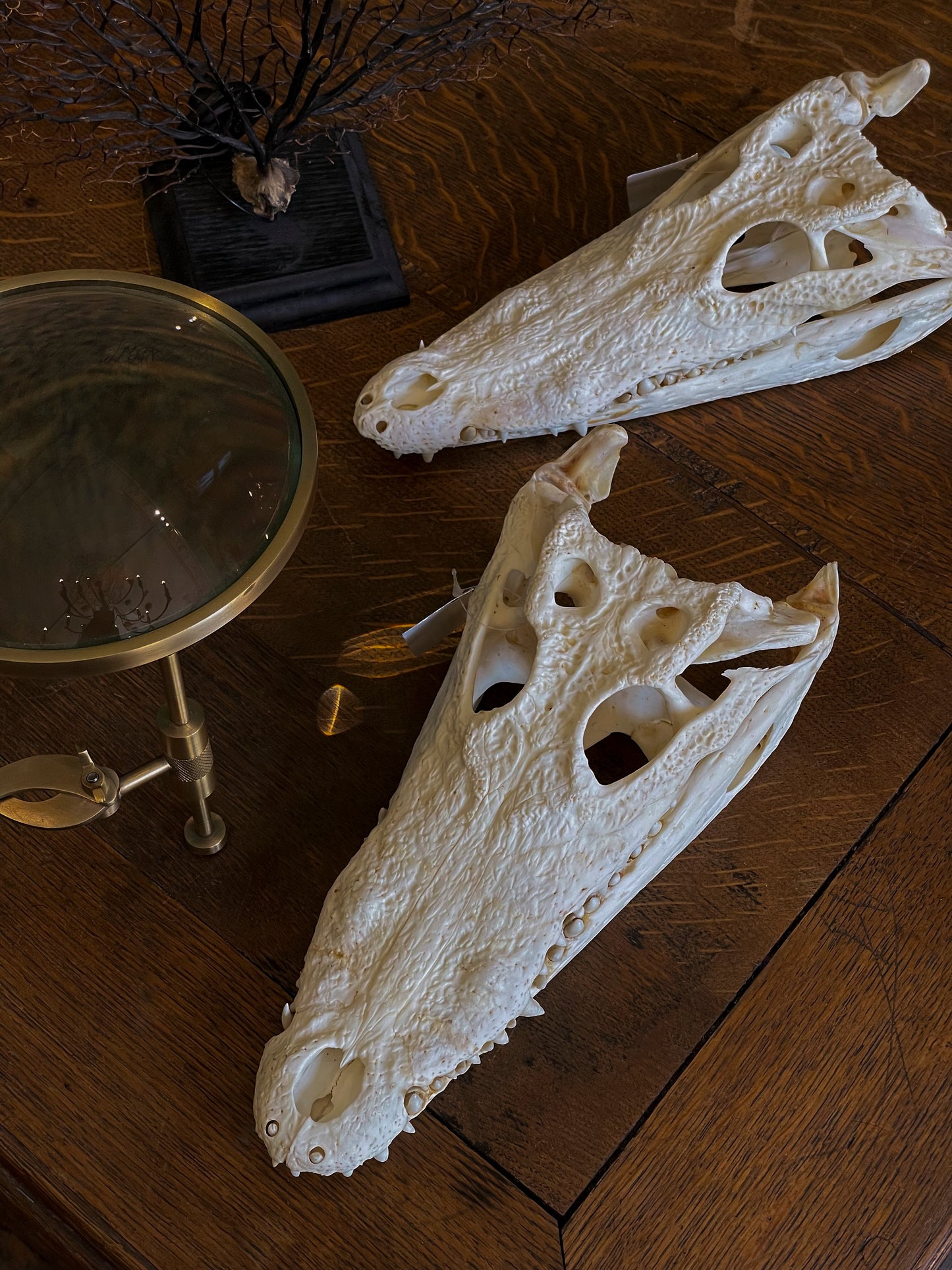 Siamese crocodile skull