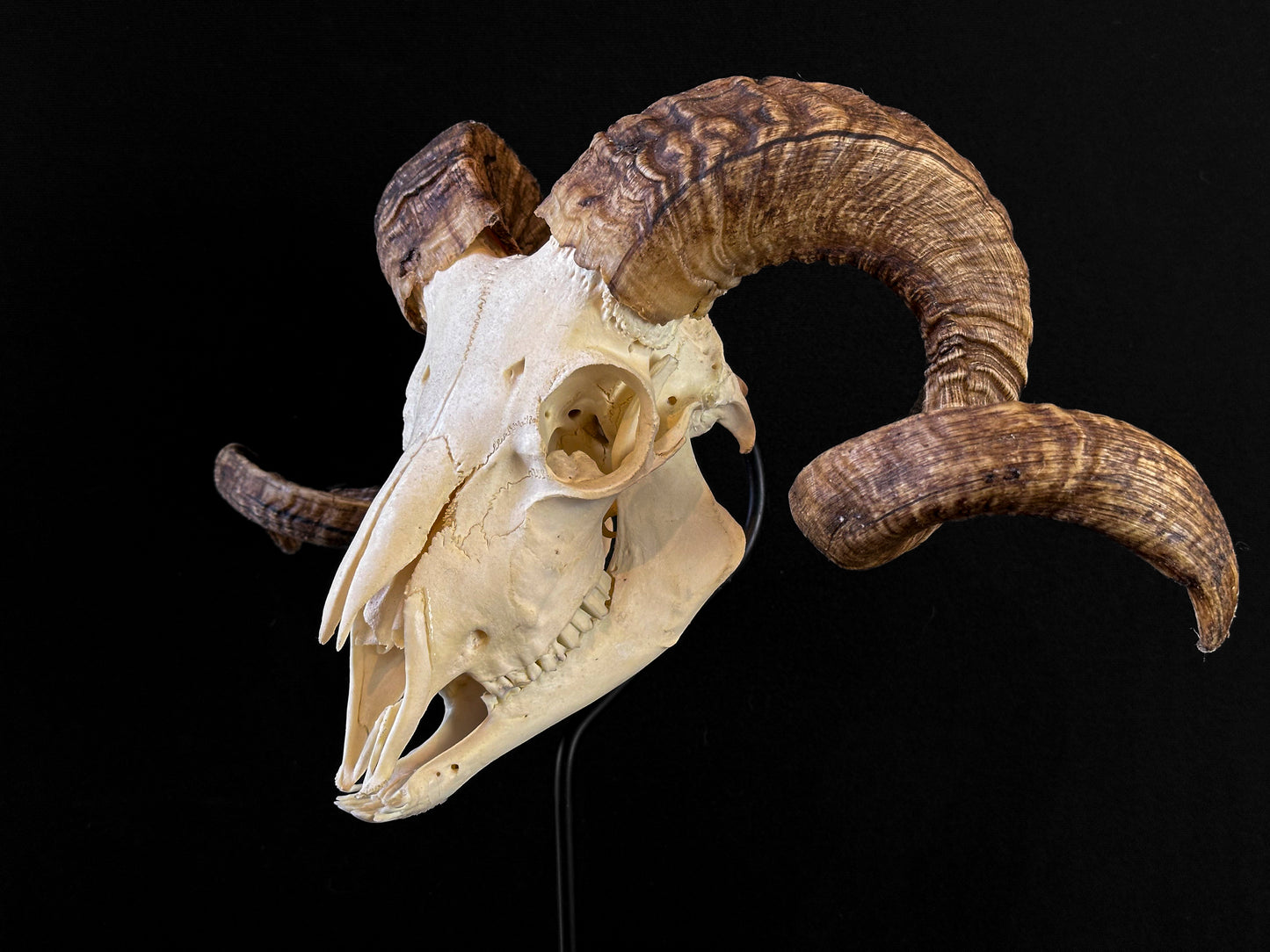 Domestic argali sheep skull on stand