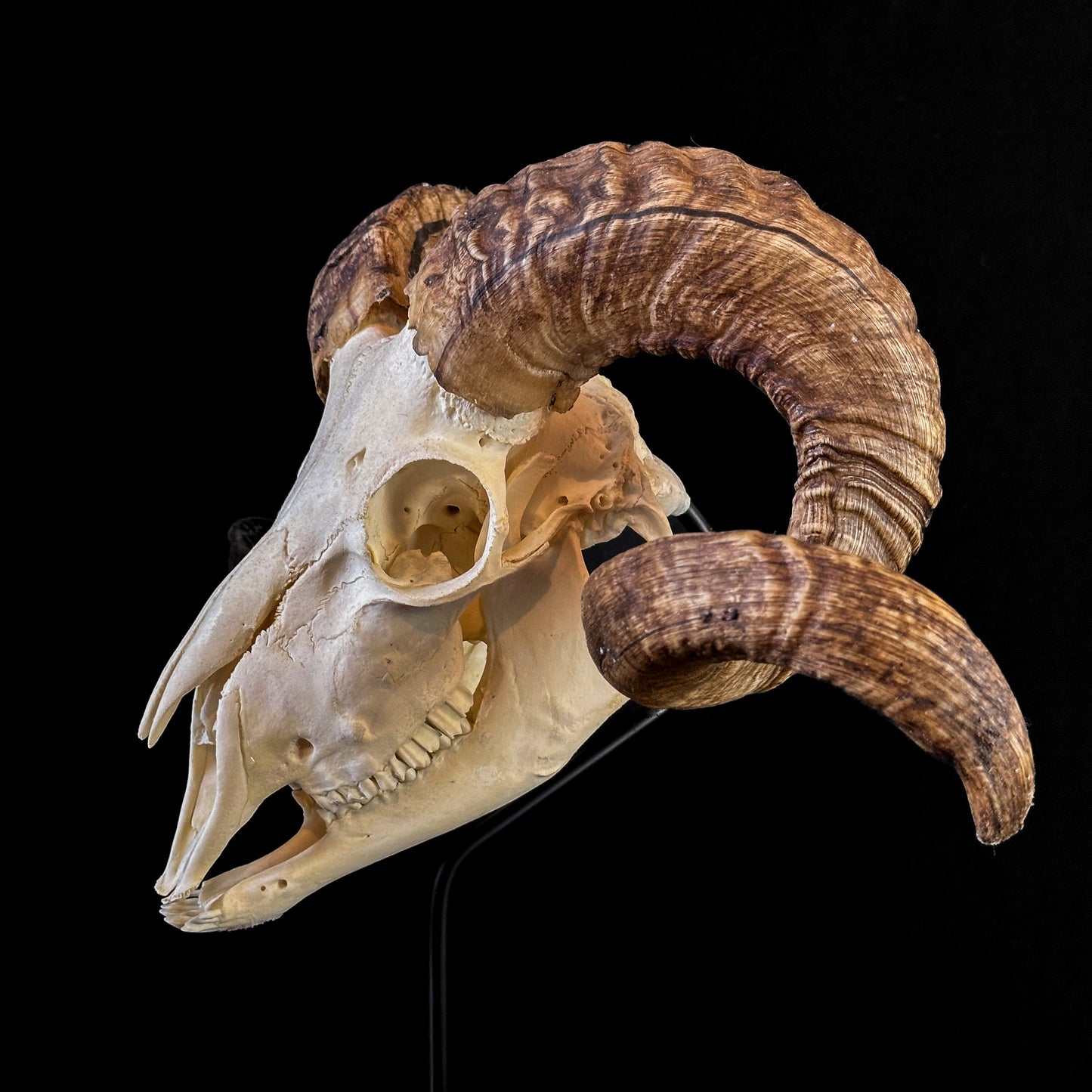 Domestic argali sheep skull on stand