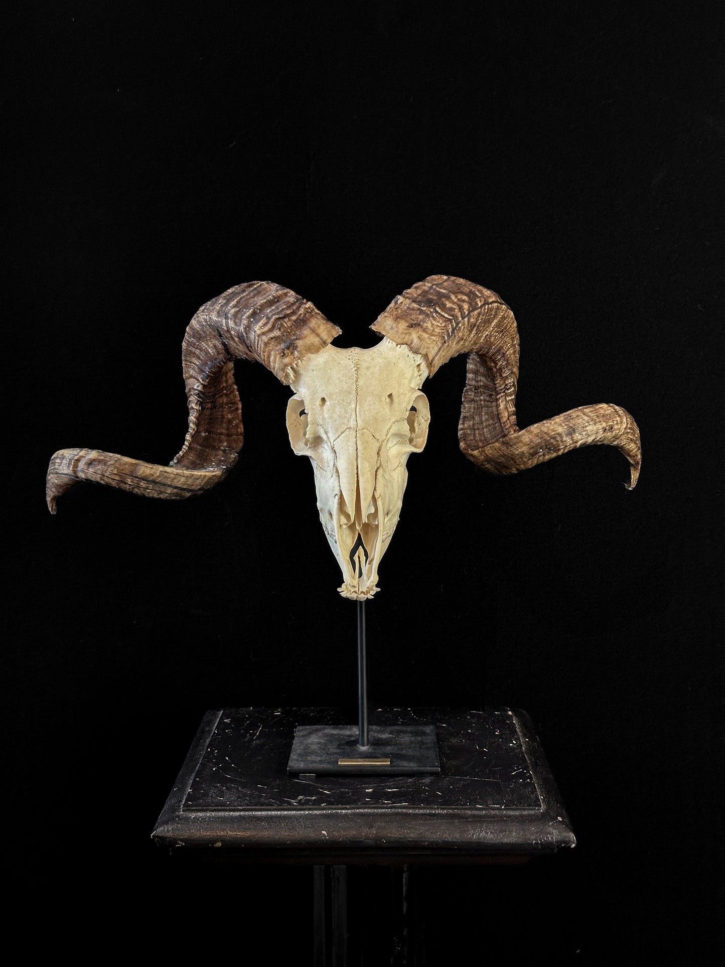 Domestic argali sheep skull on stand