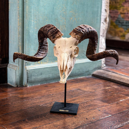 Domestic argali sheep skull on stand