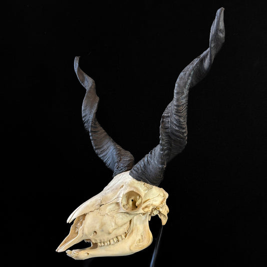 Crane de Mouton sauvage racka sur socle