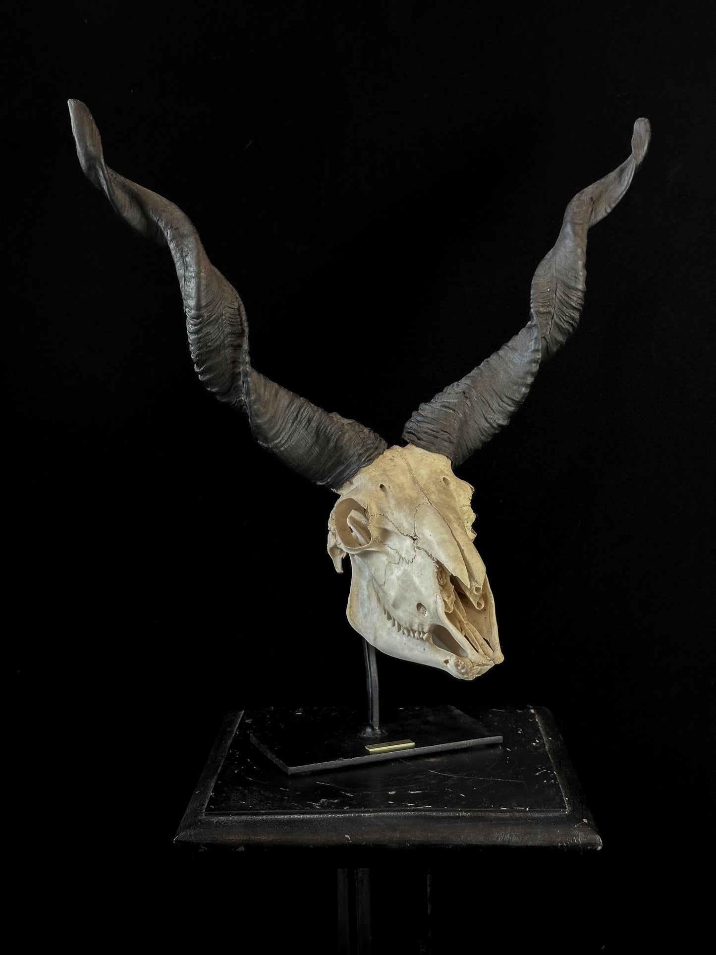 Racka Wild Sheep skull on a stand