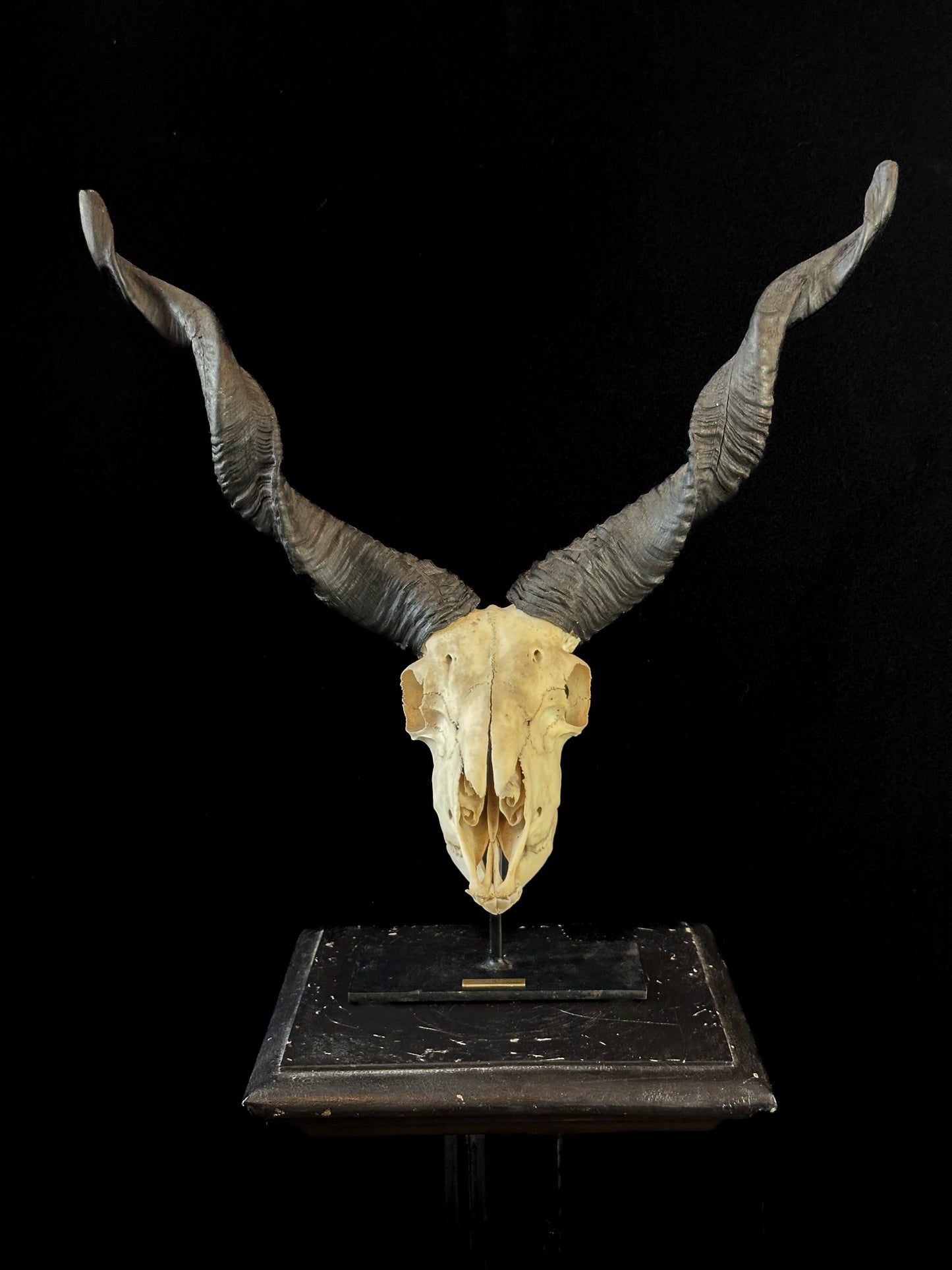 Racka Wild Sheep skull on a stand