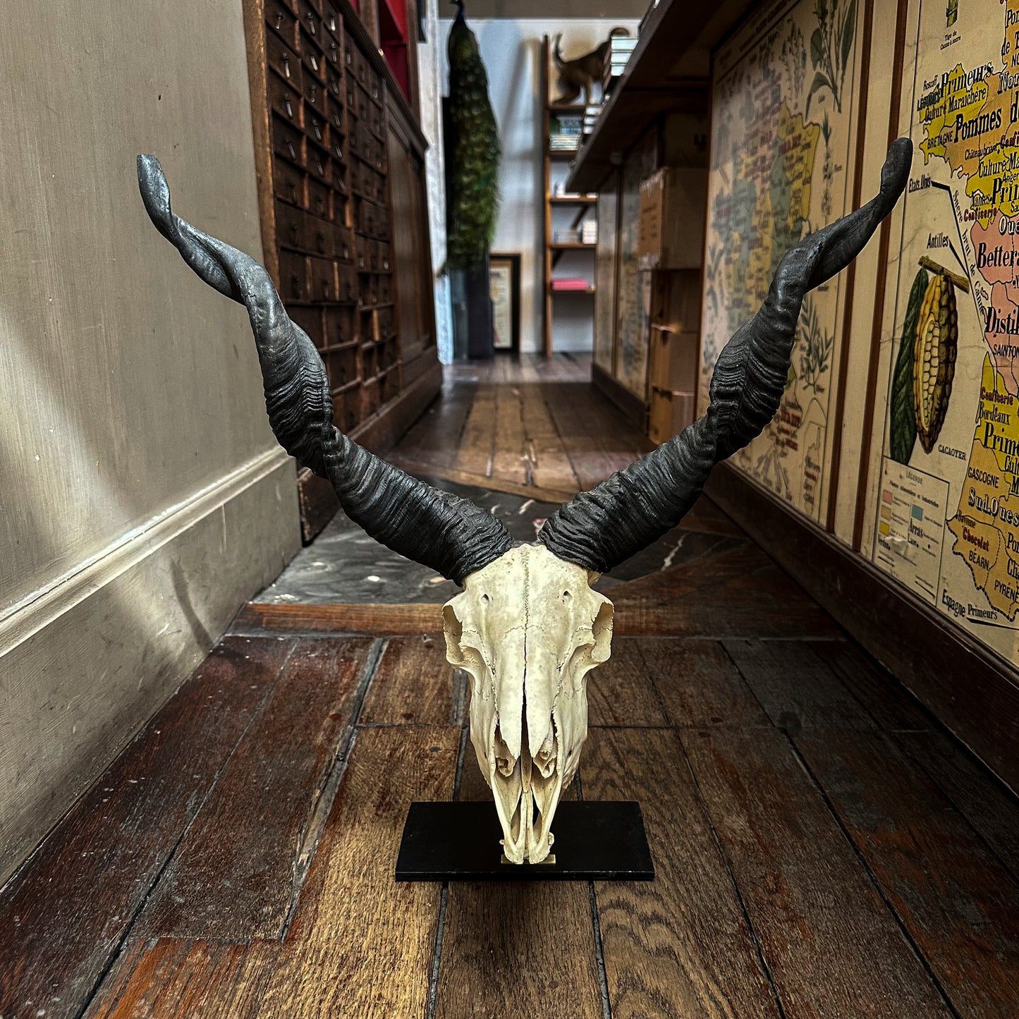 Racka Wild Sheep skull on a stand