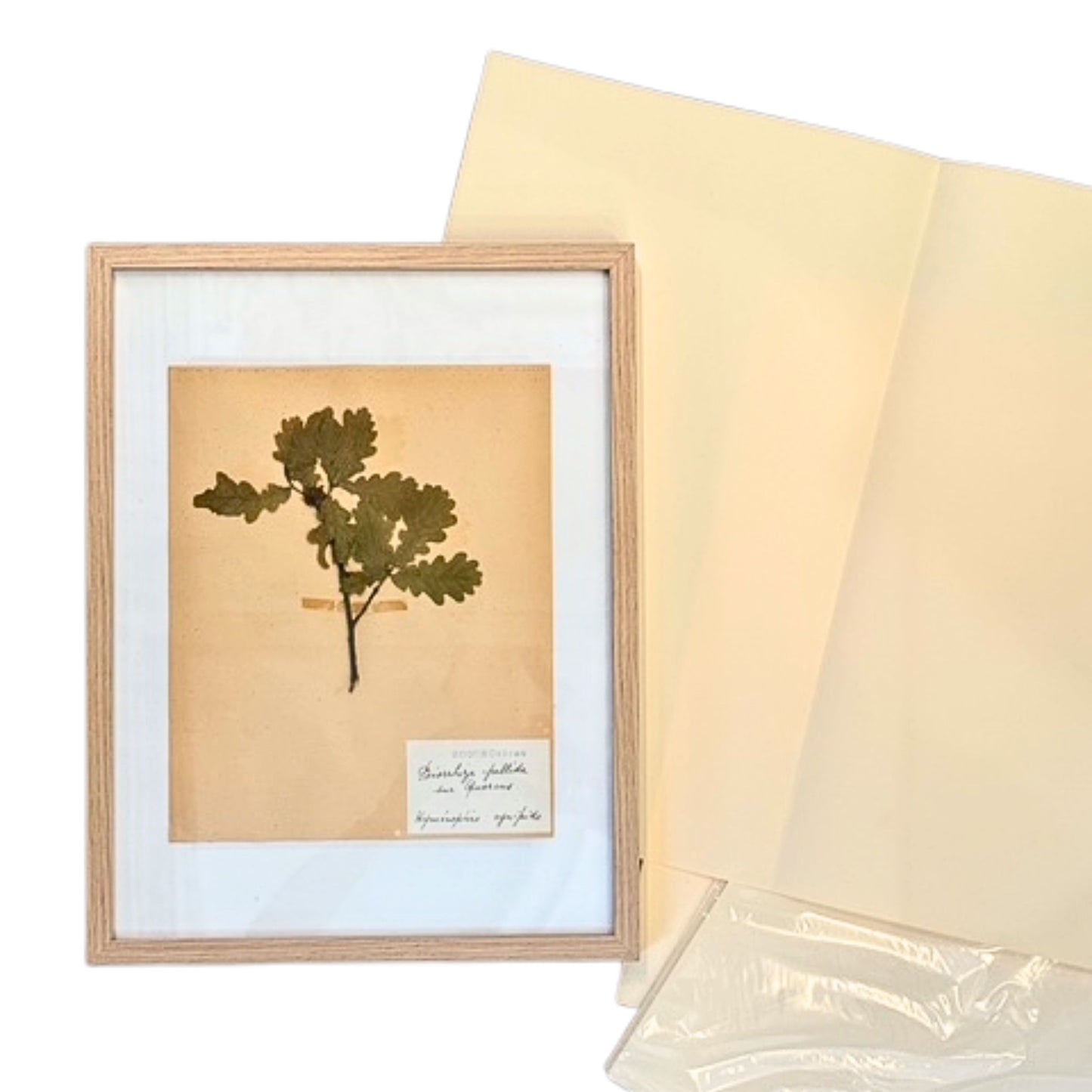 Feuilles à Herbier