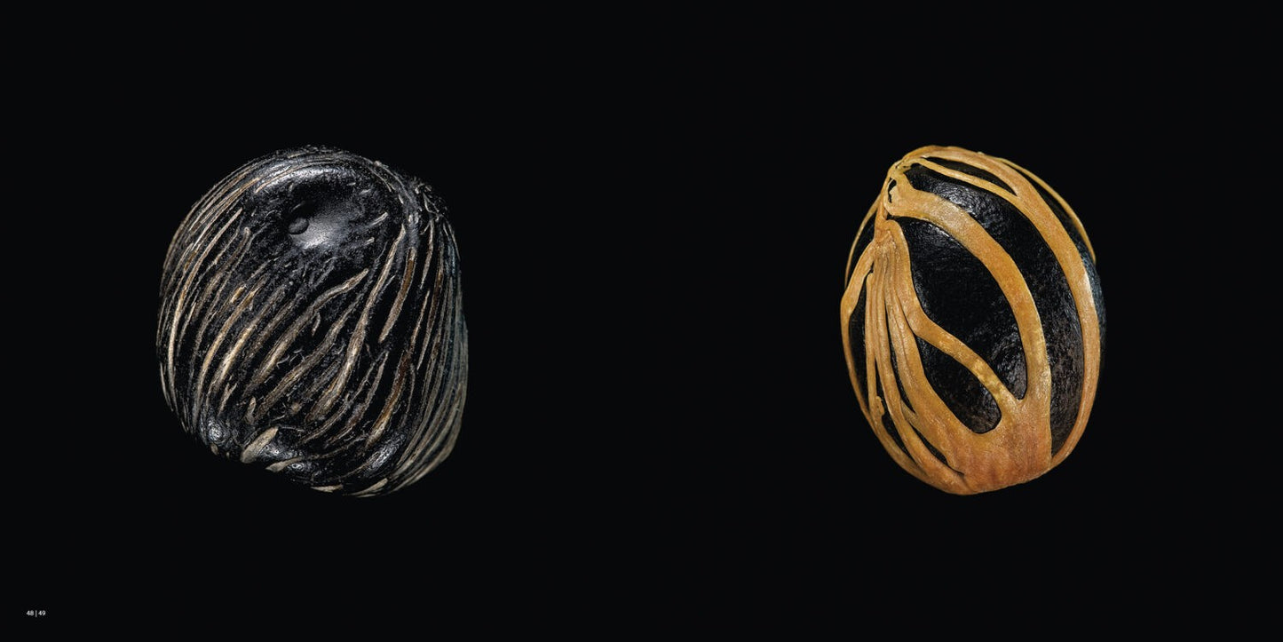 SEEDS