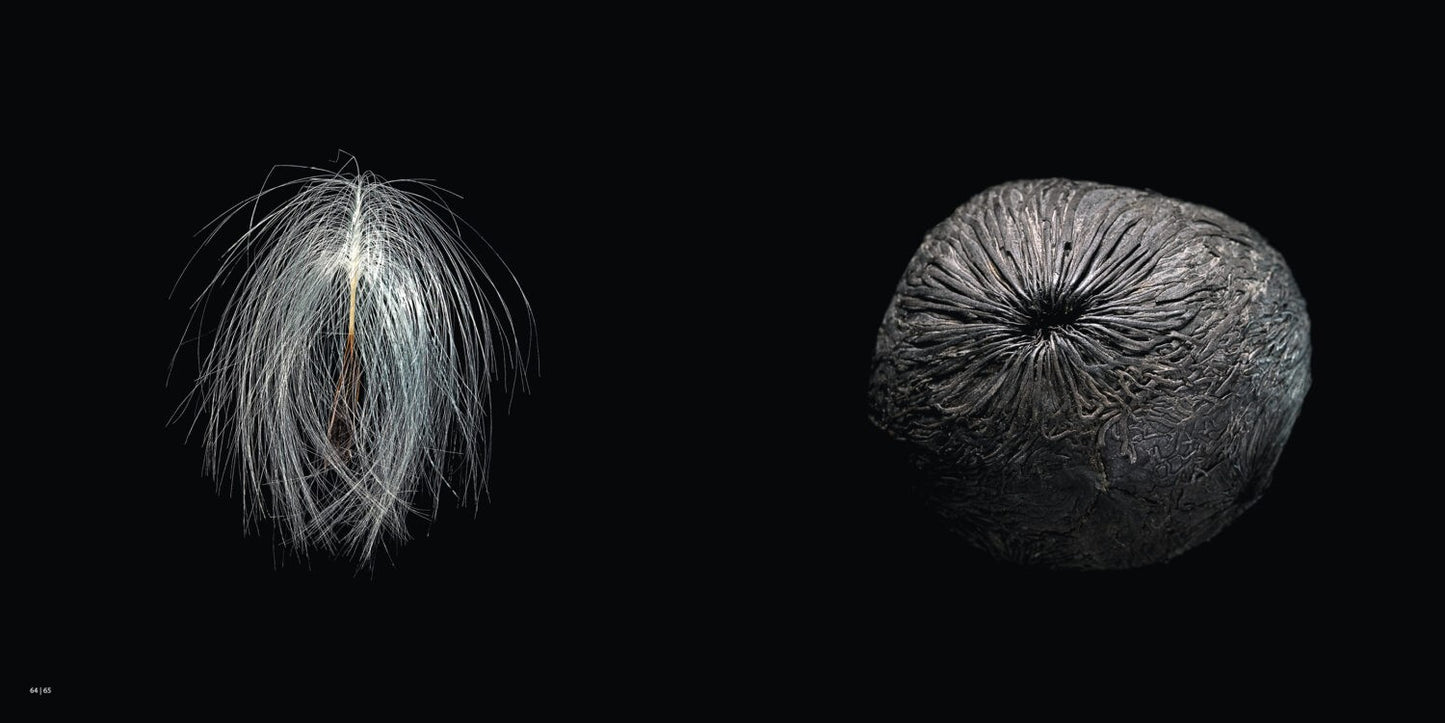 SEEDS