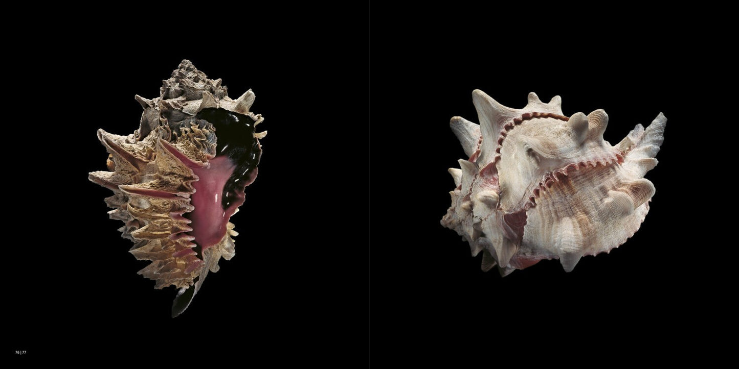SHELLS