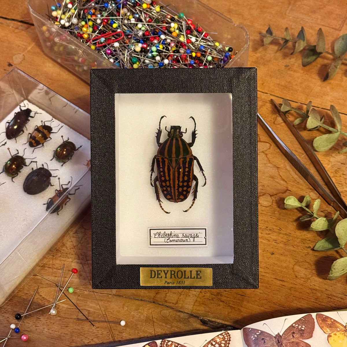 Chelorrhina savagei