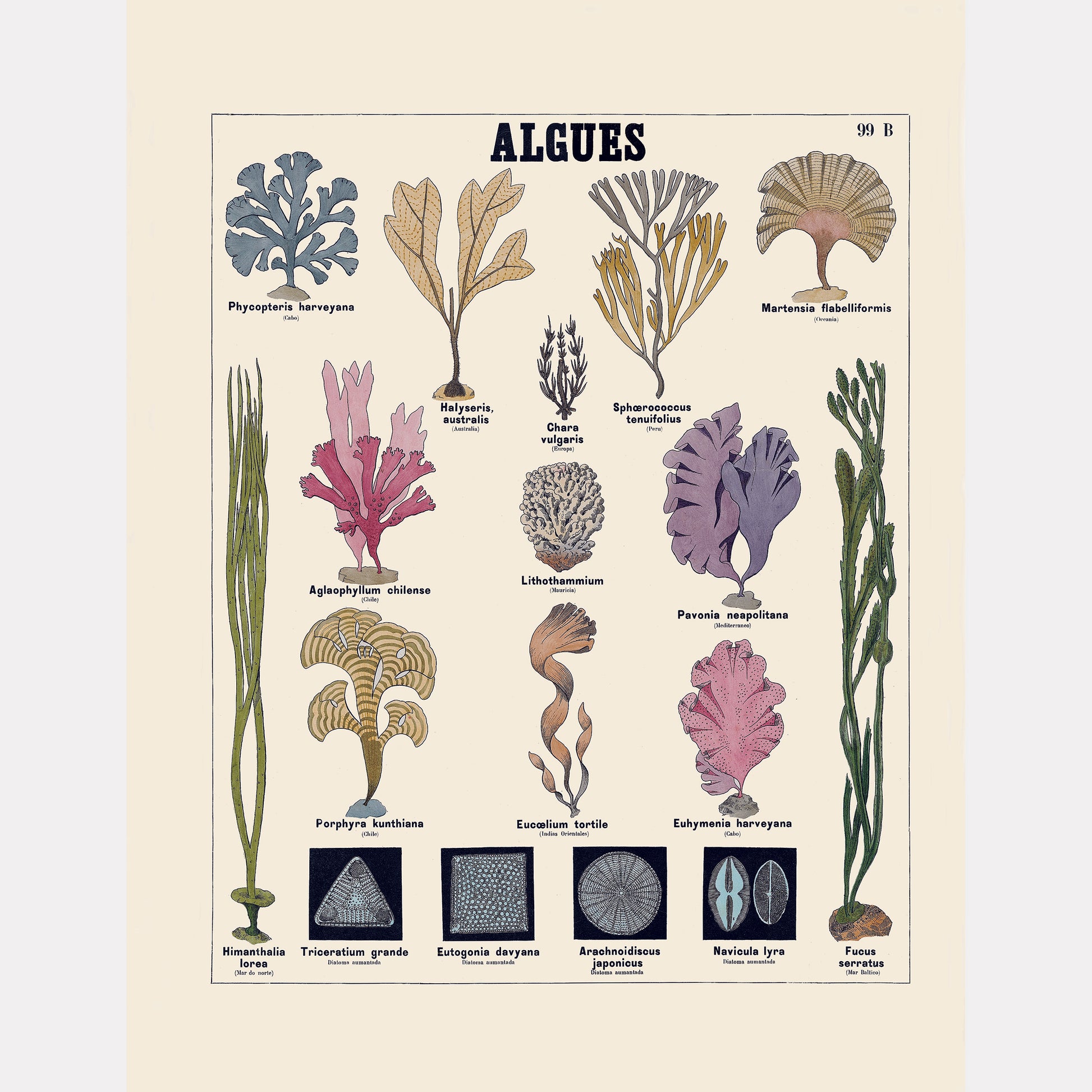 Algues – Deyrolle