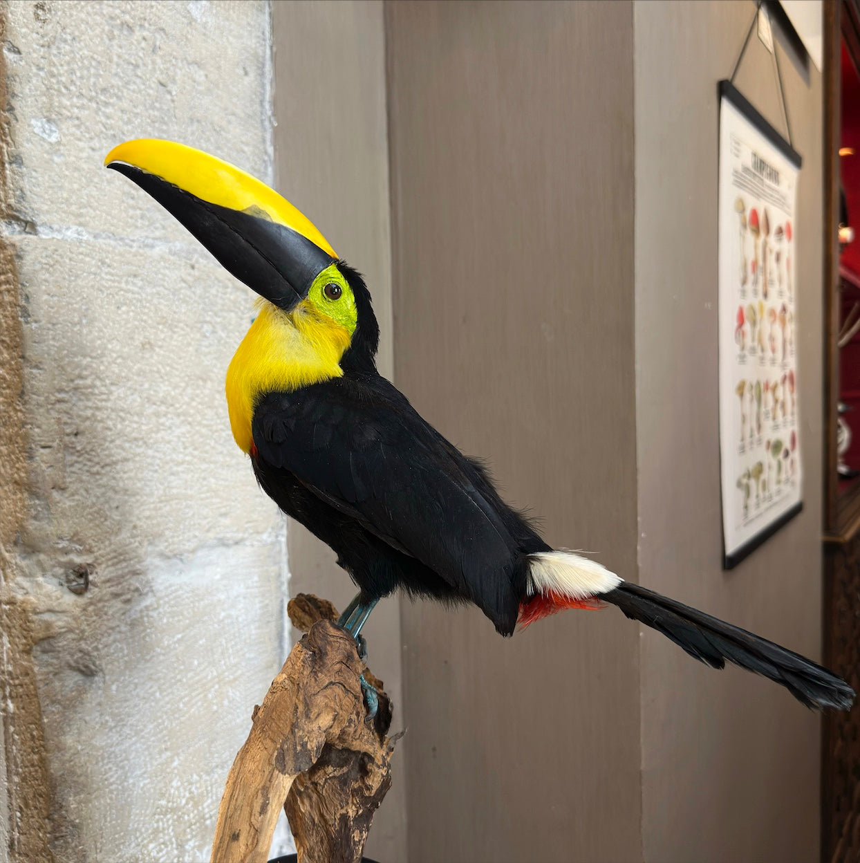 Toucan du Choco
