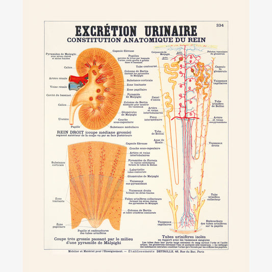 Excretion urinaire, constitution anatomique du rein