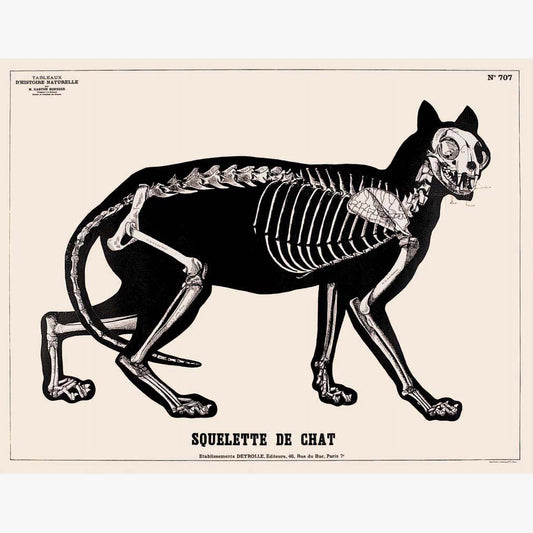 Squelette du Chat