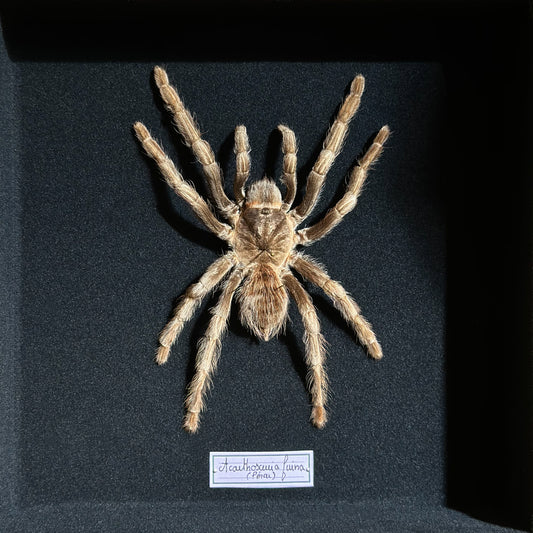 Acanthoscurria ferina