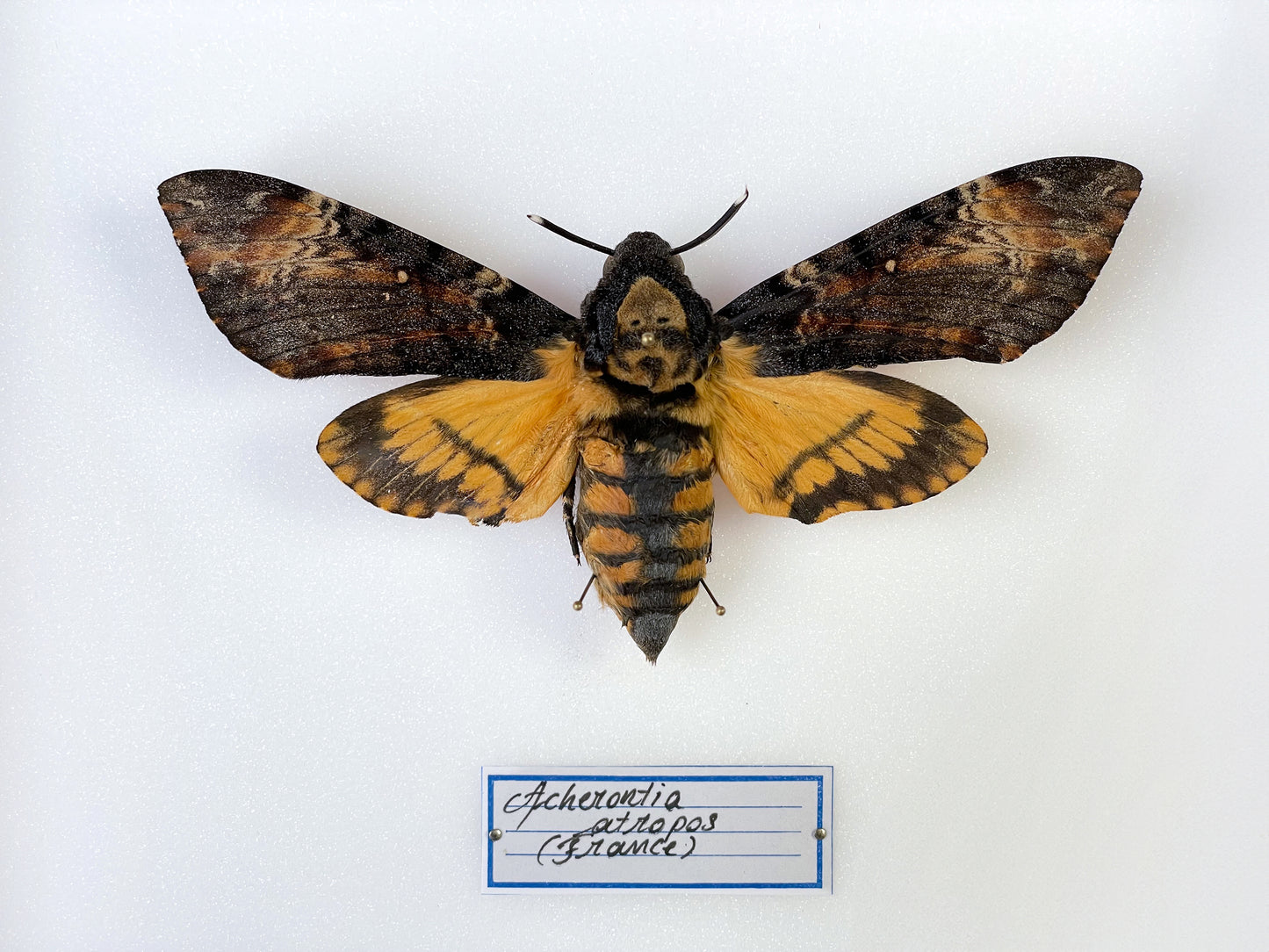 Acherontia atropos