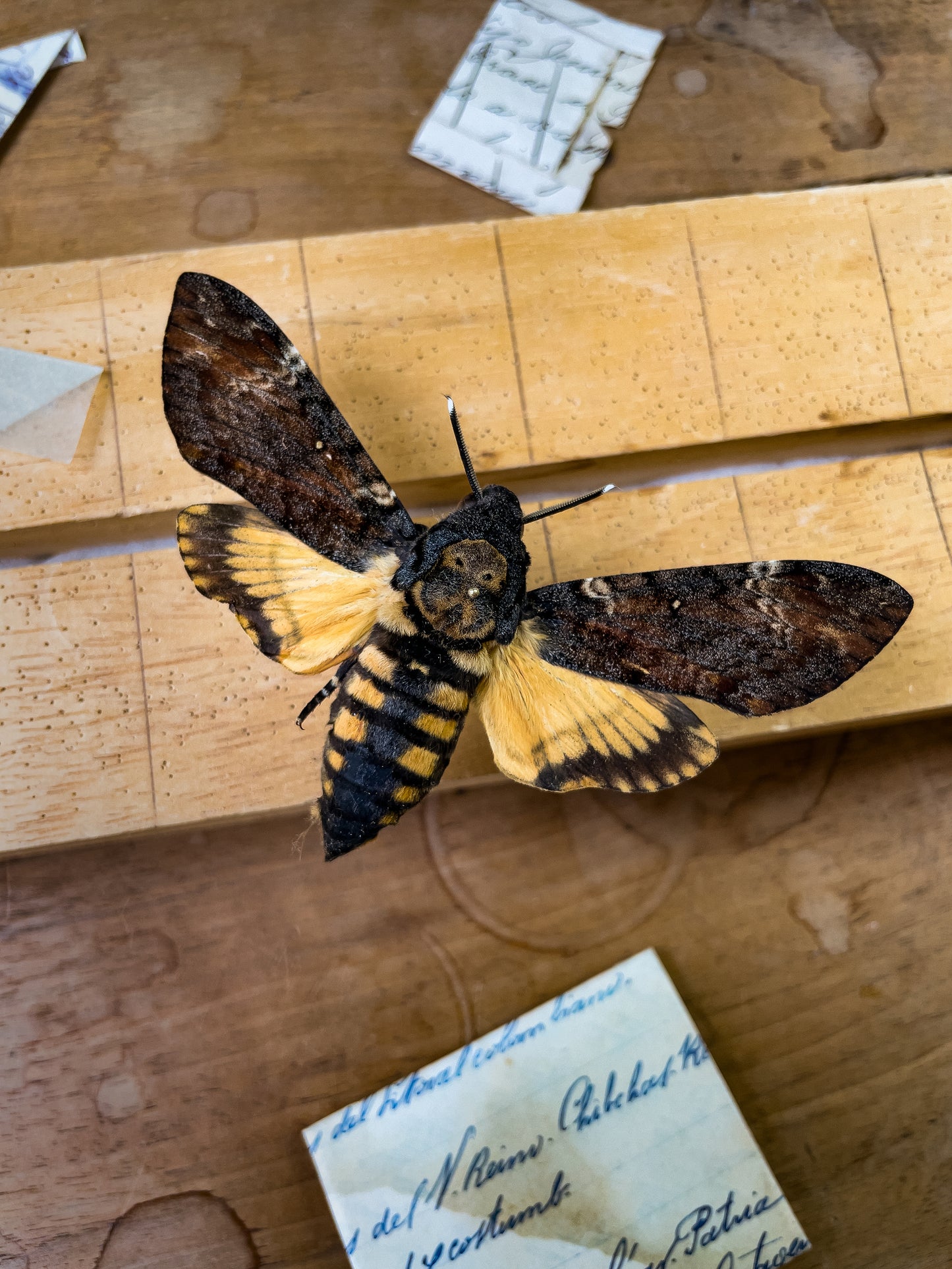 Acherontia atropos