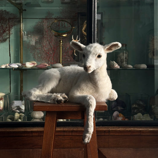 White lamb