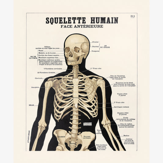 Human skeleton: anterior face