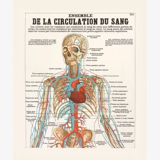 Ensemble de la circulation du sang