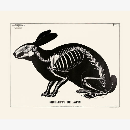 Squelette de lapin