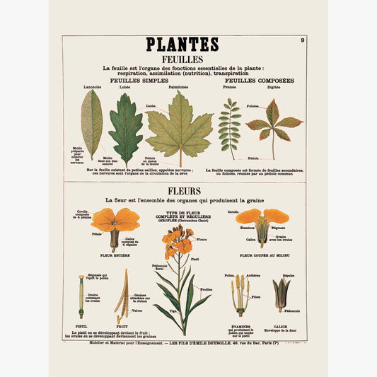 Plantes : Feuilles et fleurs