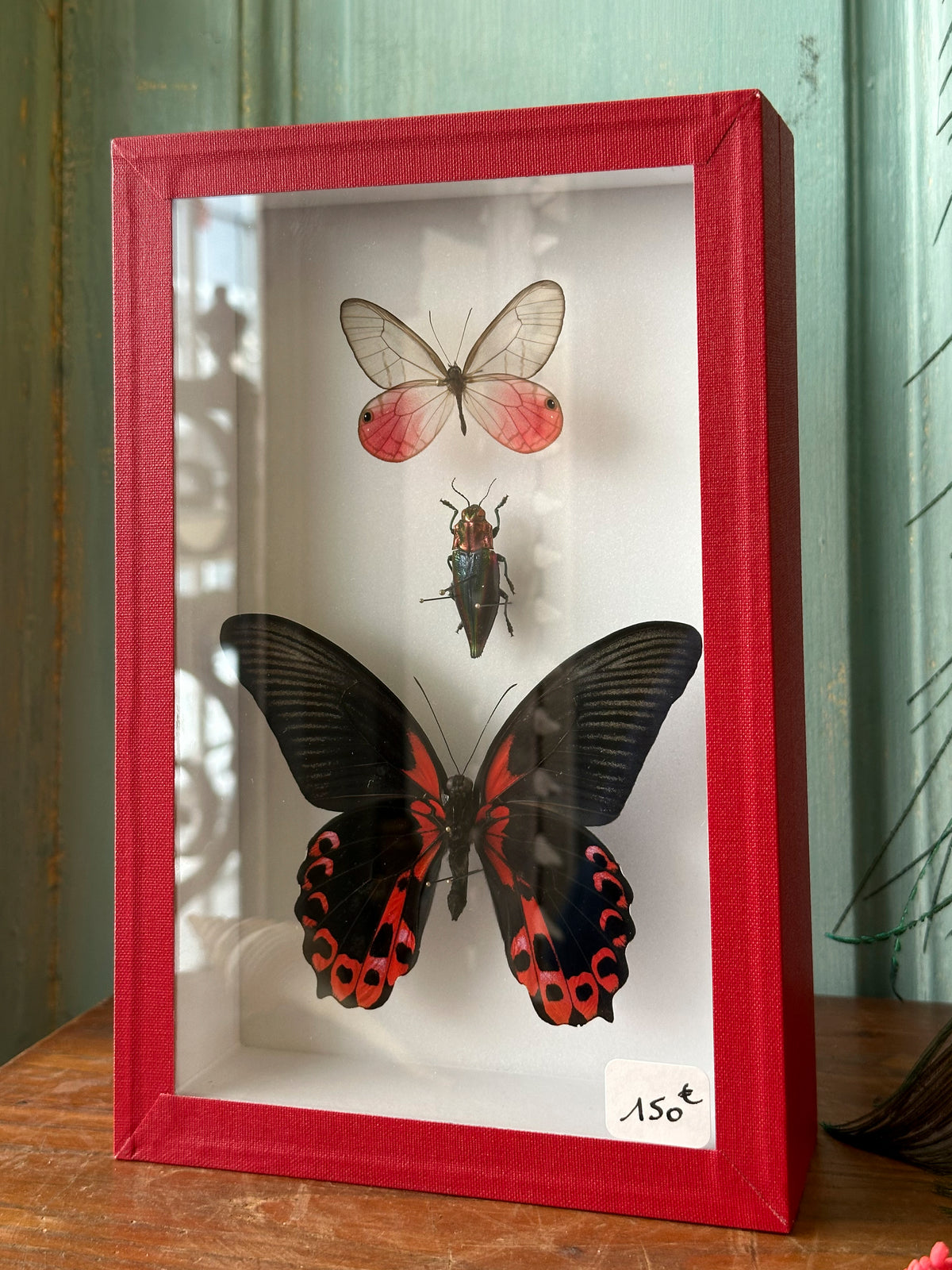 Papilio rumanzovia, Lyphogastra javanica, Cithaerias aurorina