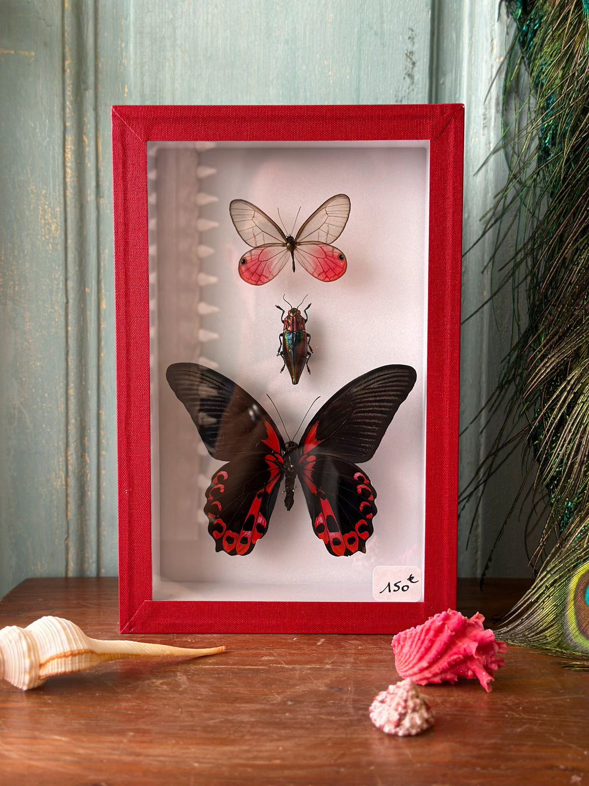 Papilio rumanzovia, Lyphogastra javanica, Cithaerias aurorina