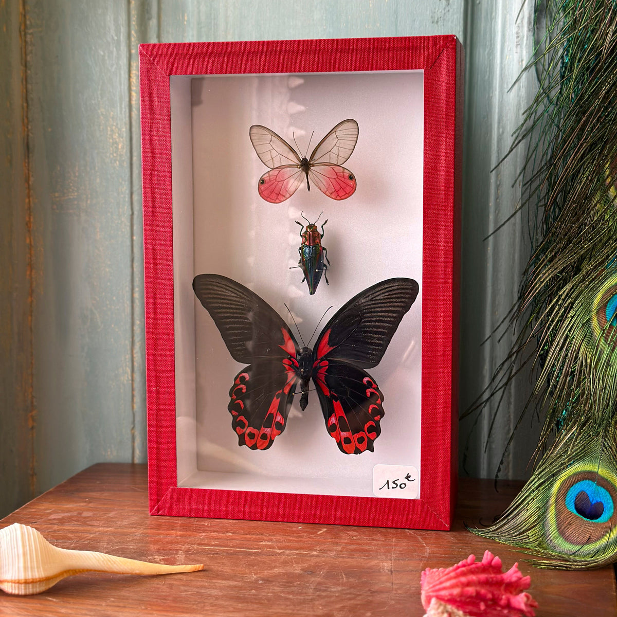 Papilio rumanzovia, Lyphogastra javanica, Cithaerias aurorina