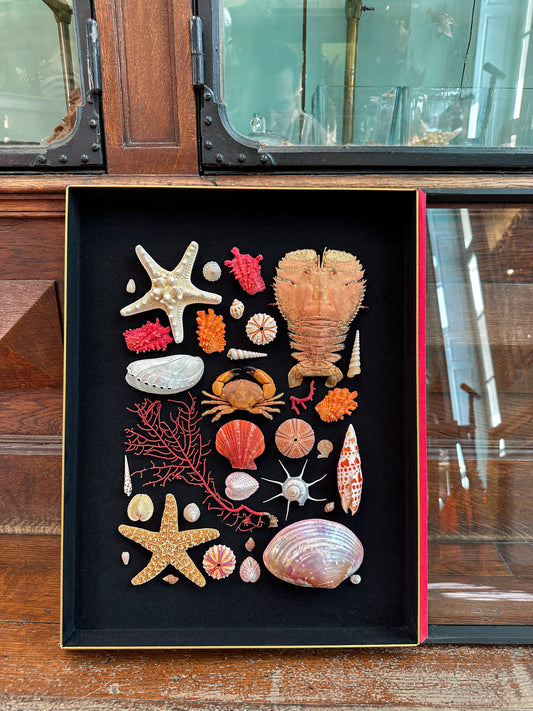 Composition marine rouge