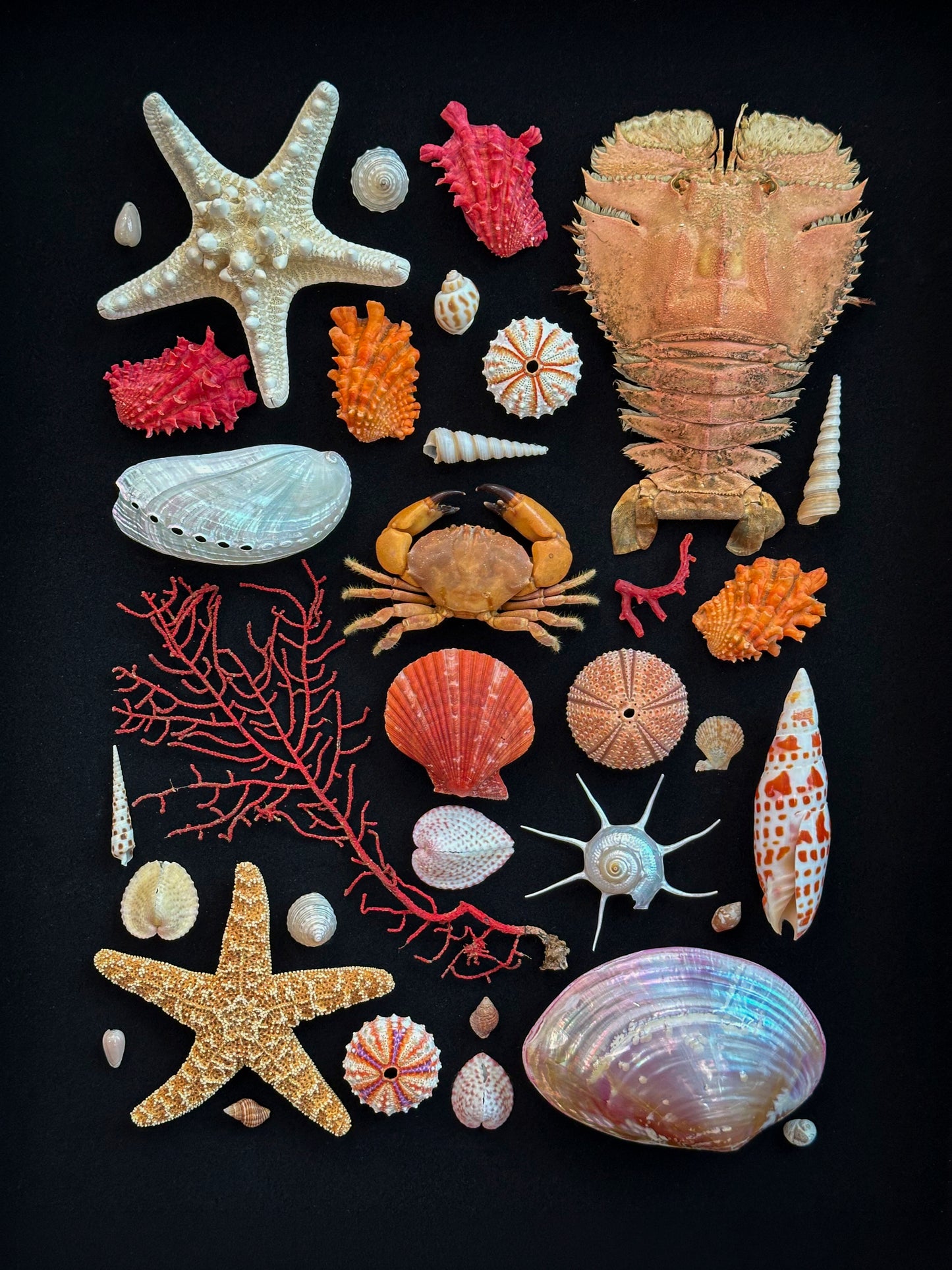 Composition marine rouge