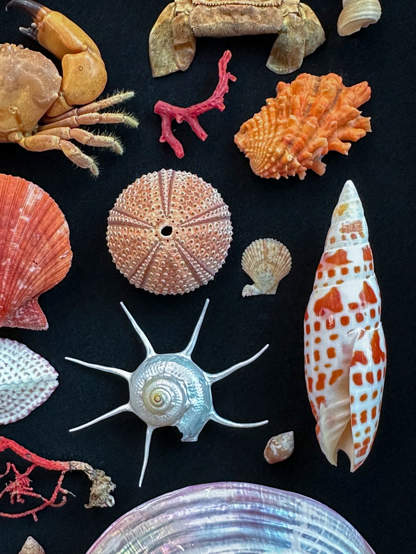 Composition marine rouge