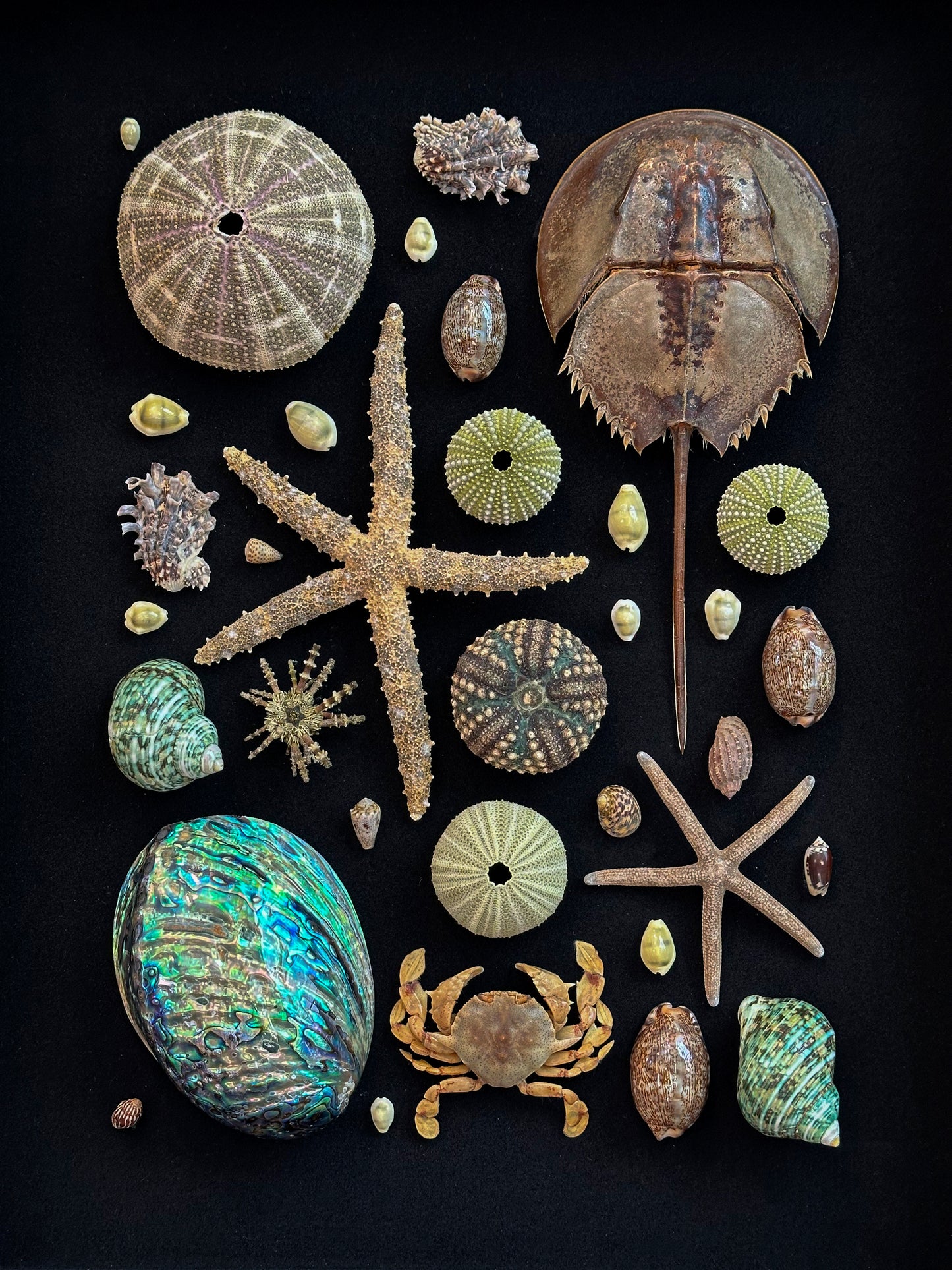 Composition marine verte