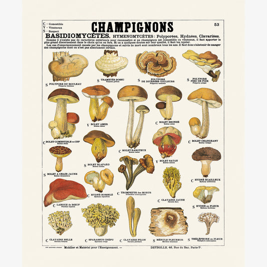 Champignons Planche n°53