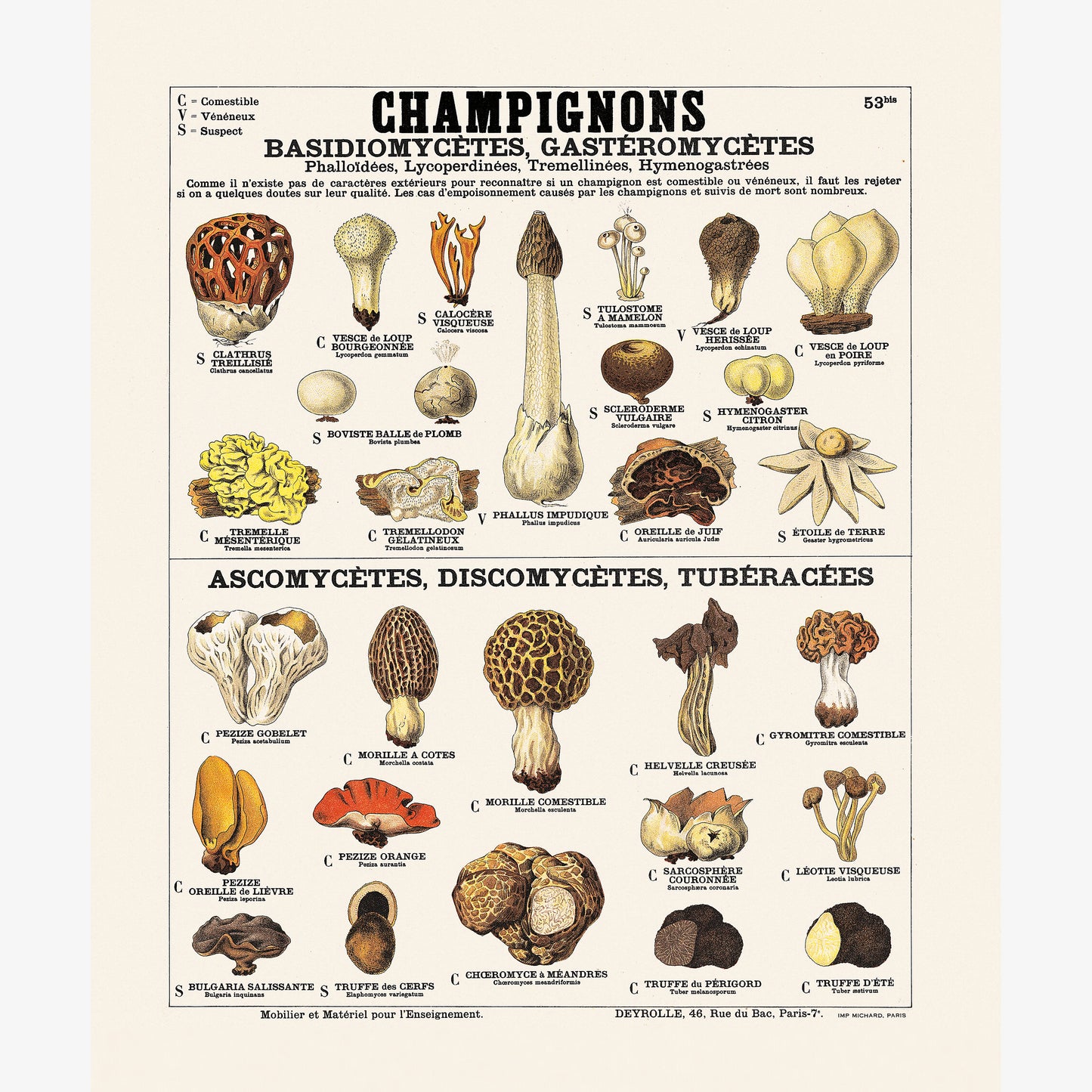 Mushrooms Board No. 53bis