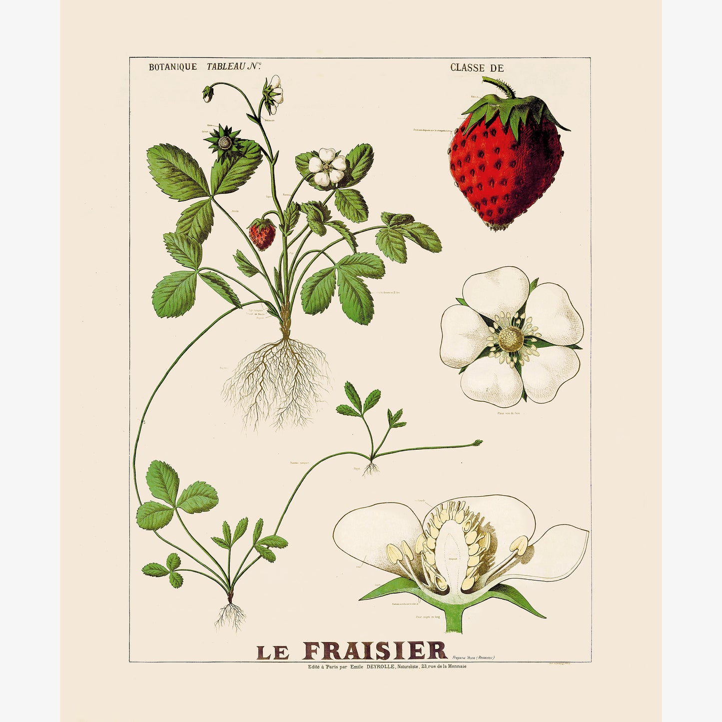 Le Fraisier