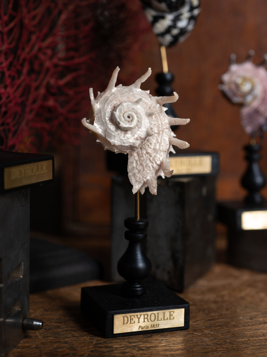 Angaria imperialis nacré sur socle en bois tourné Deyrolle