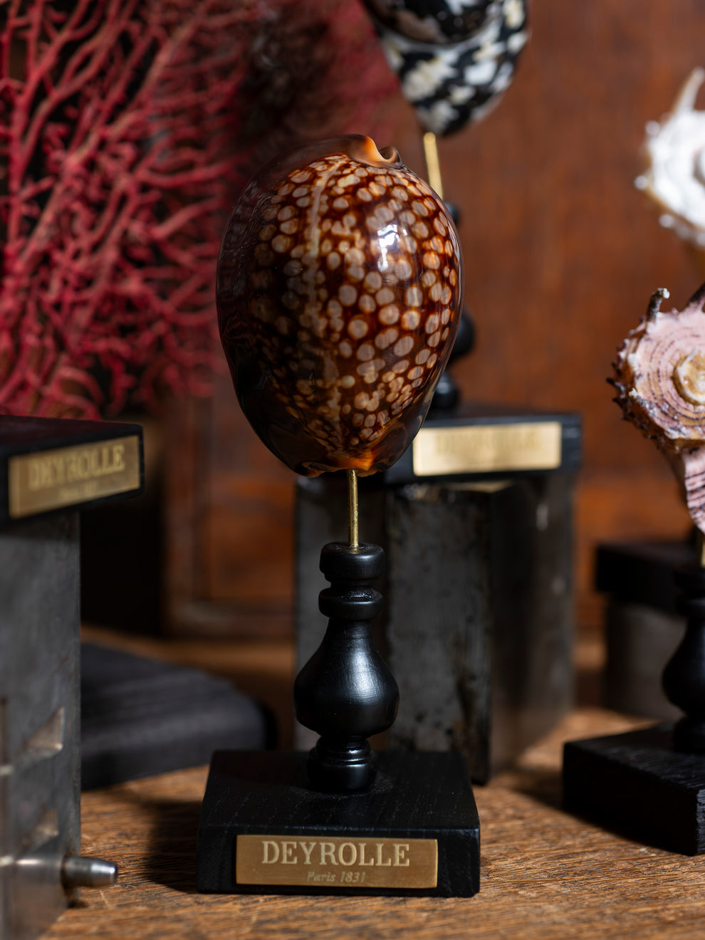 Cypraea mauritania sur socle bois tourné Deyrolle