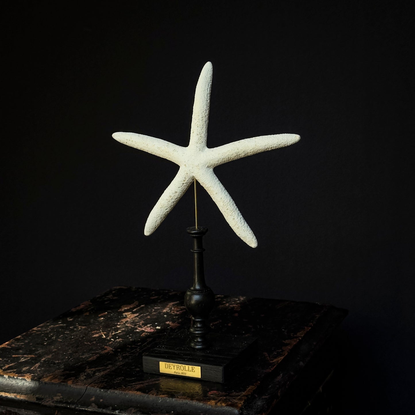 White starfish on turned wooden base