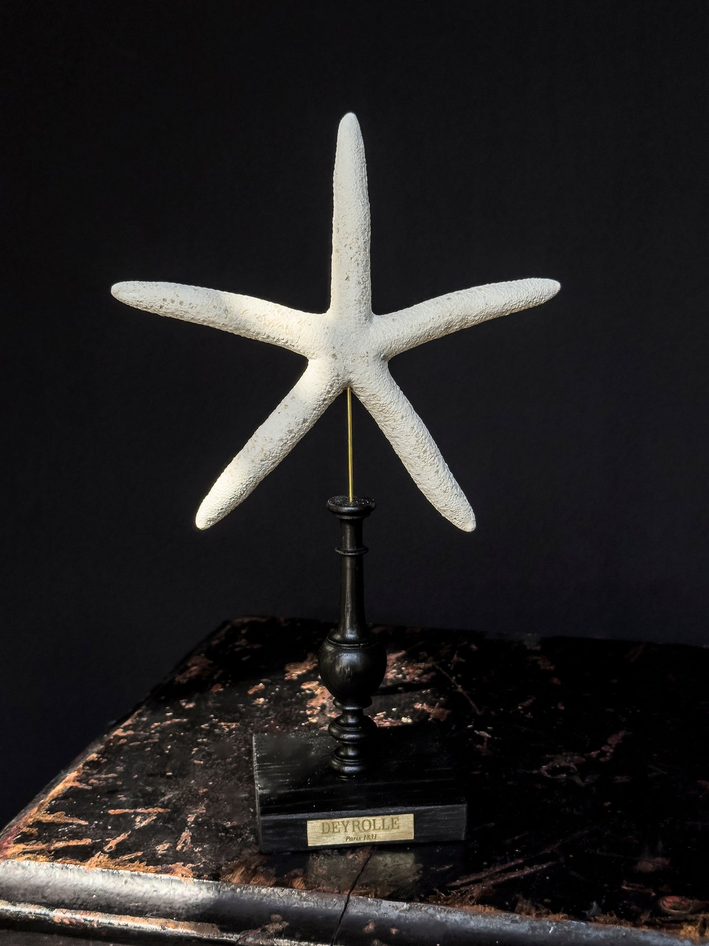 White starfish on turned wooden base