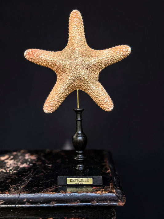 Tiger starfish on turned wooden base