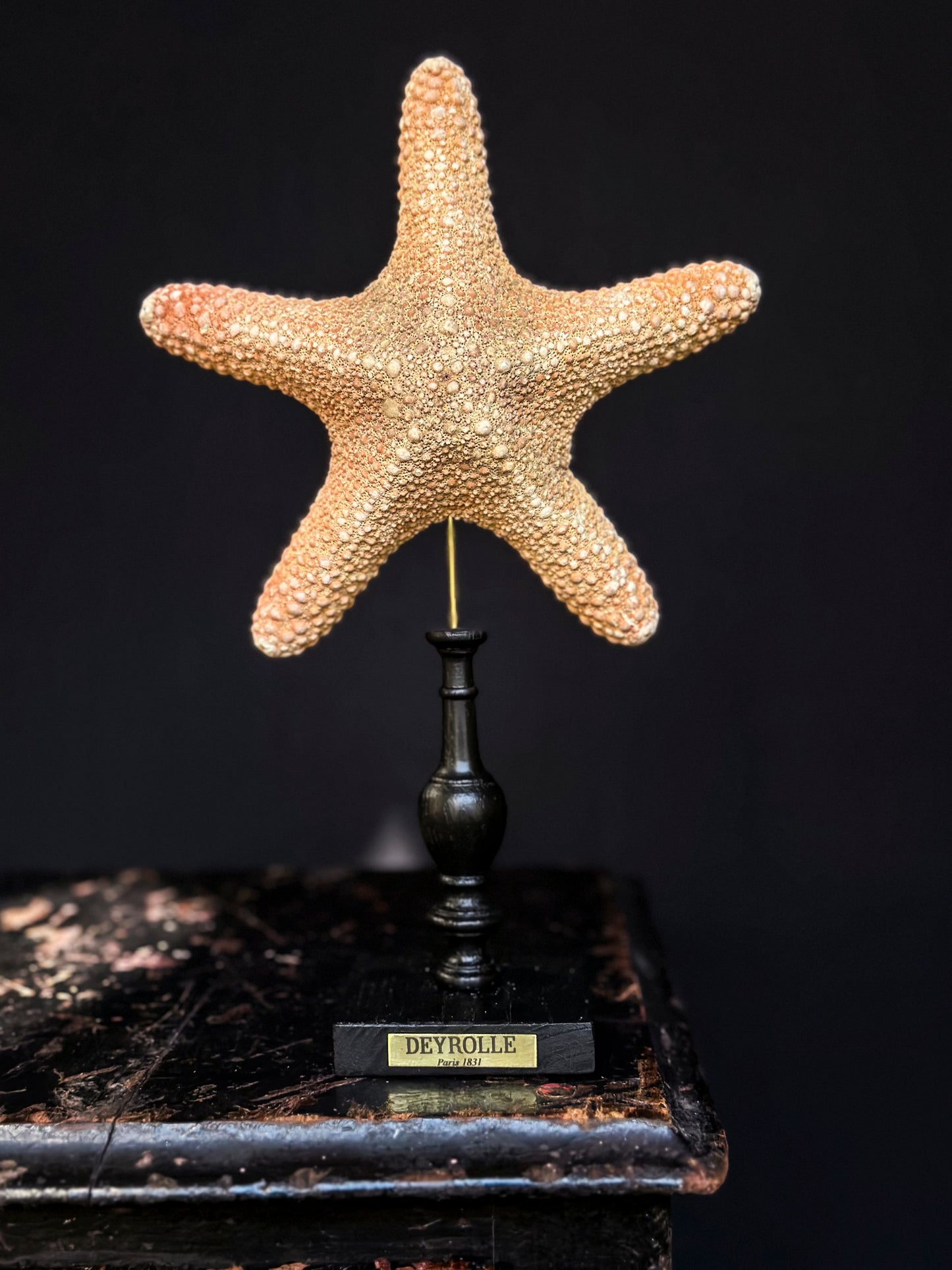 Tiger starfish on turned wooden base