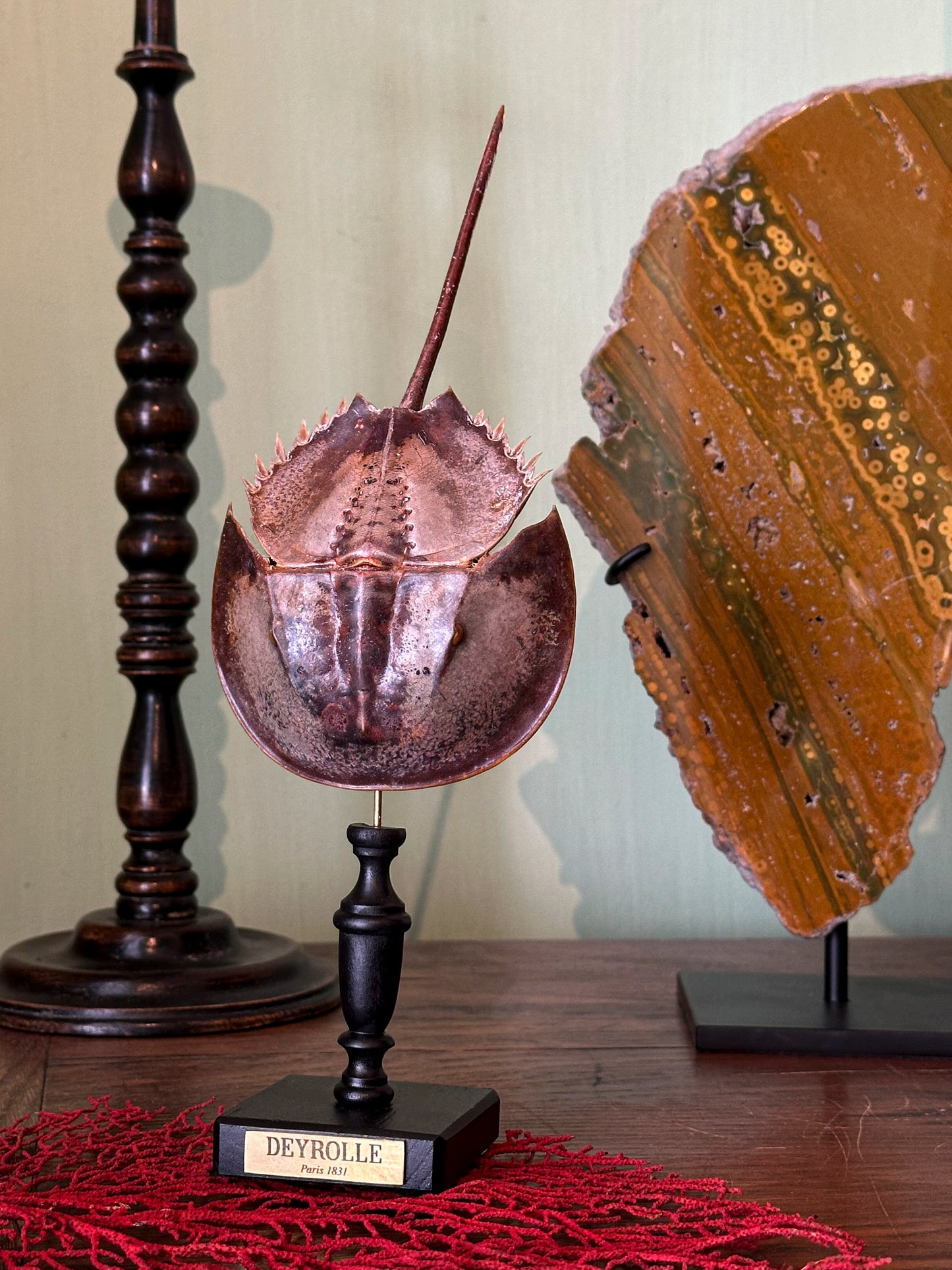 Limule à queue ronde sur socle bois tourné