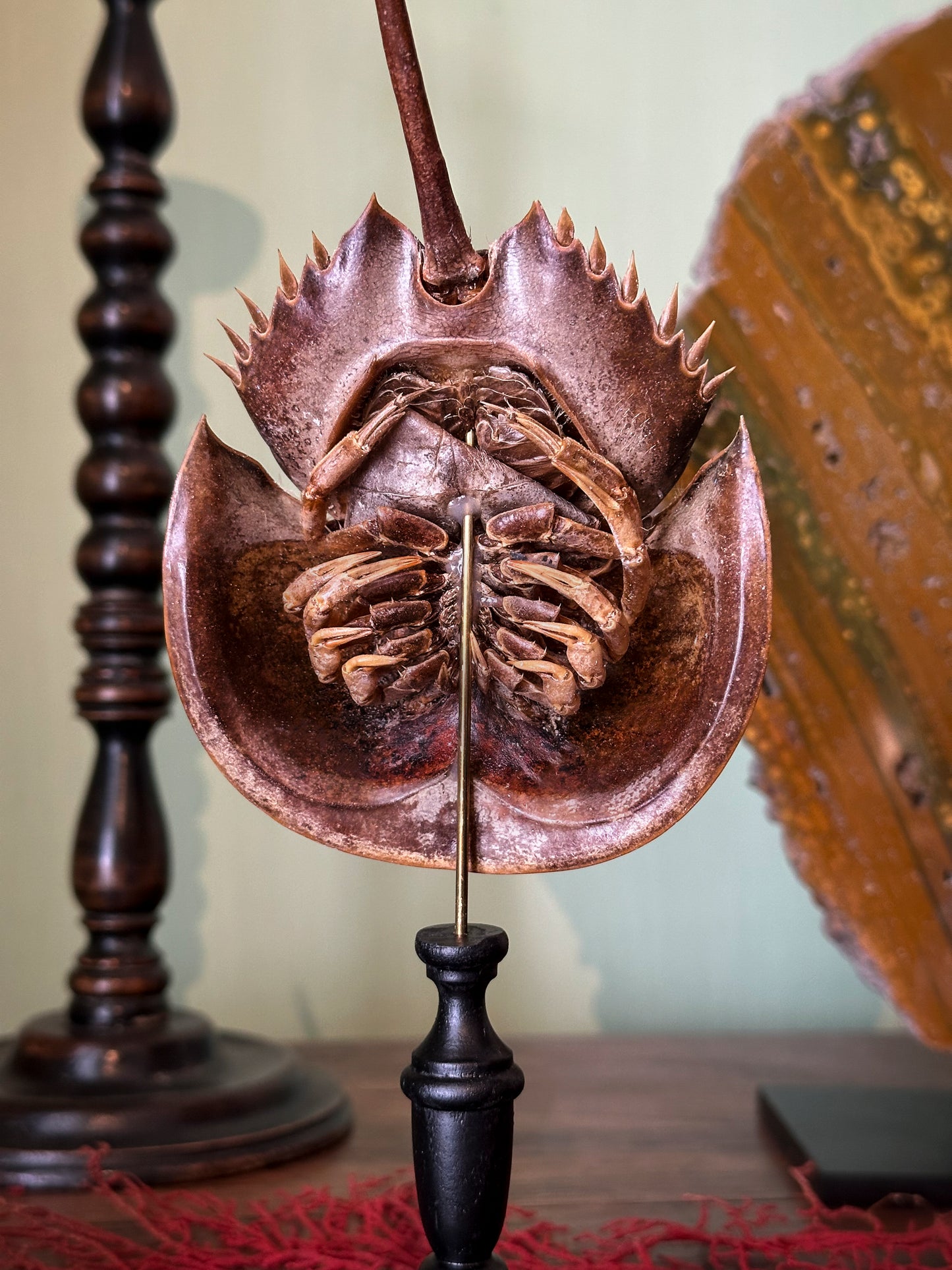 Limule à queue ronde sur socle bois tourné