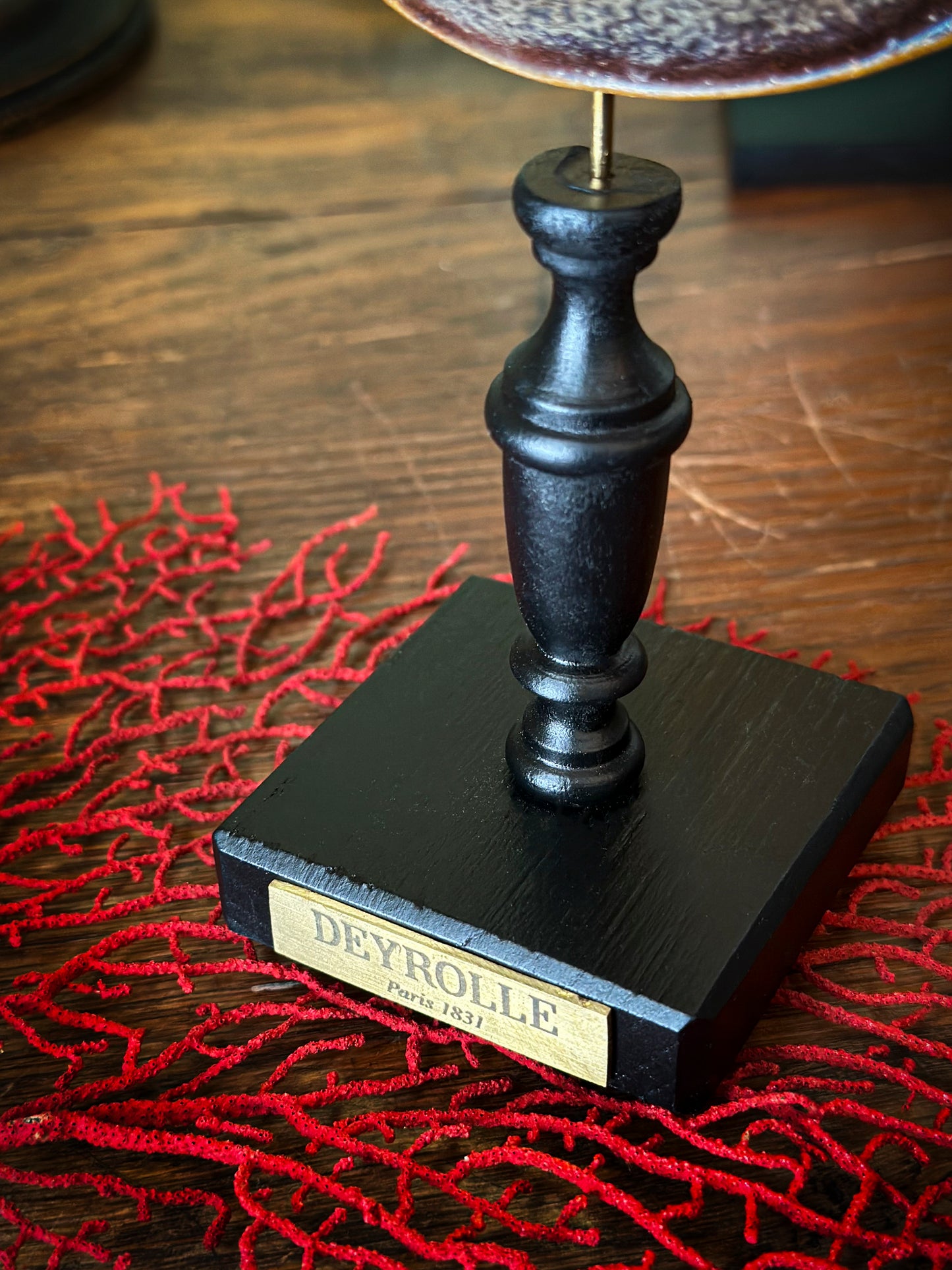 Limule à queue ronde sur socle bois tourné