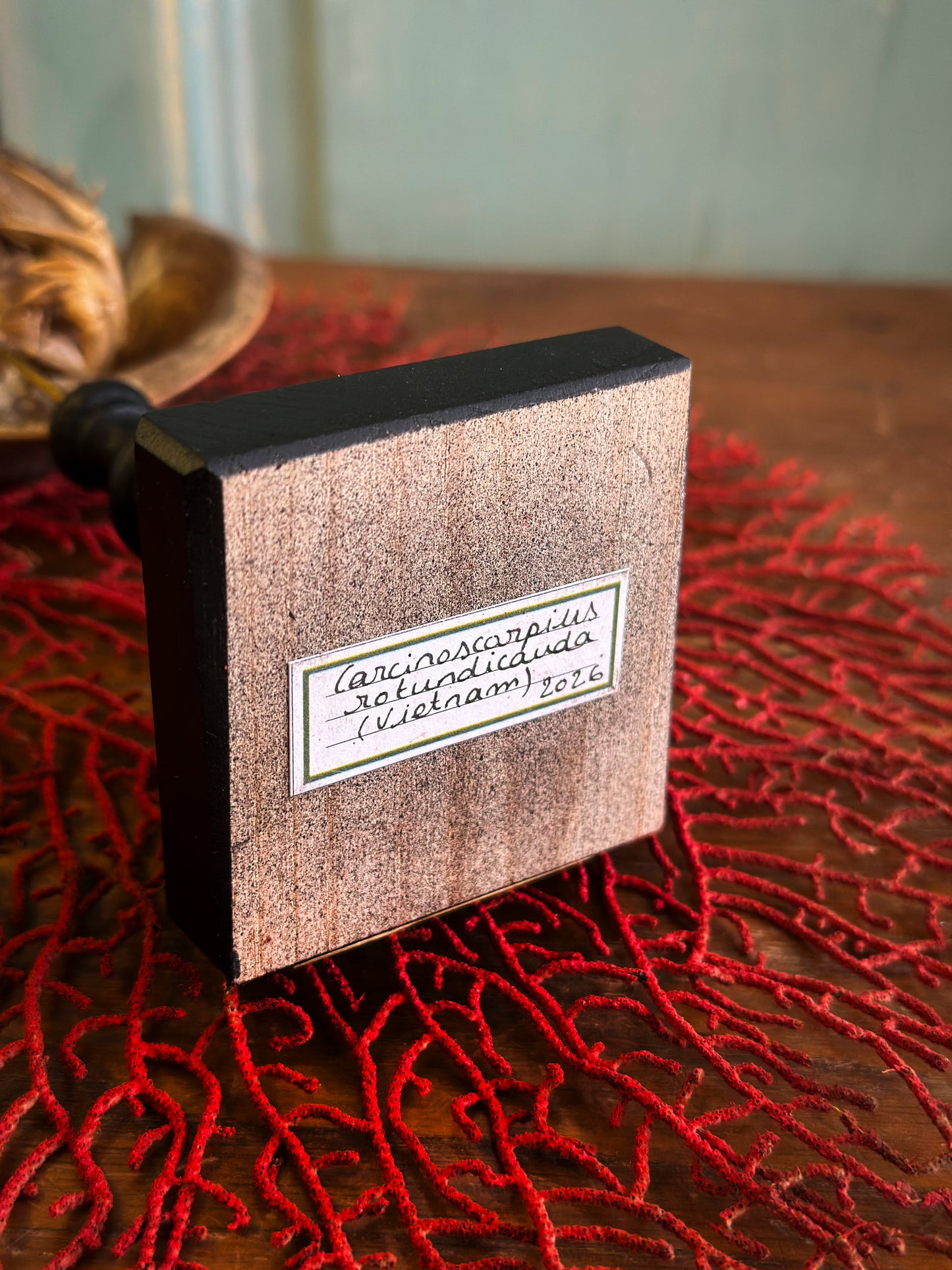 Limule à queue ronde sur socle bois tourné