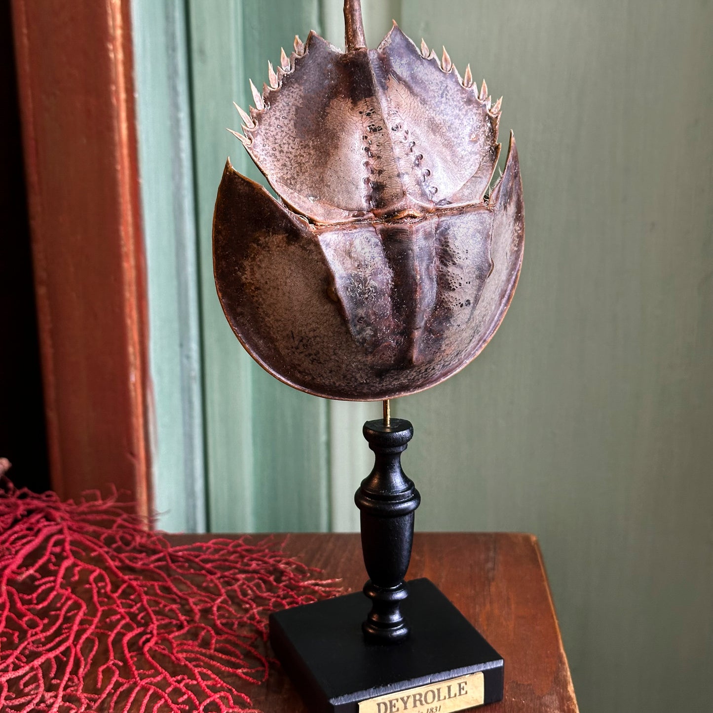 Limule à queue ronde sur socle bois tourné