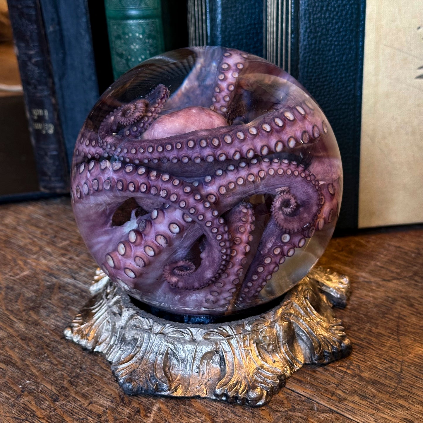 Boule Poulpe vulgaris wet specimen globe