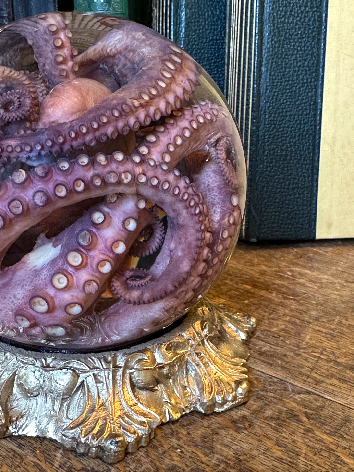 Octopus vulgaris wet specimen globe