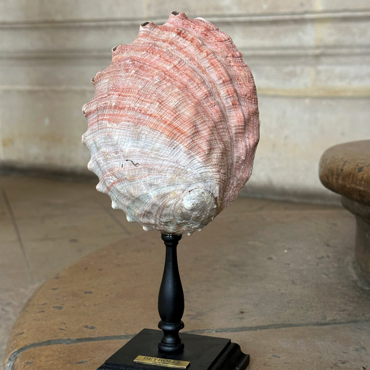 Haliotis corrugata sur socle bois